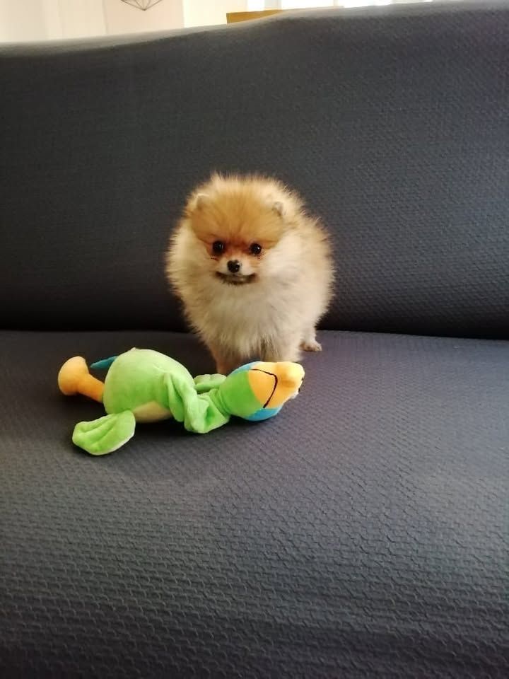 joli male spitz orange nain