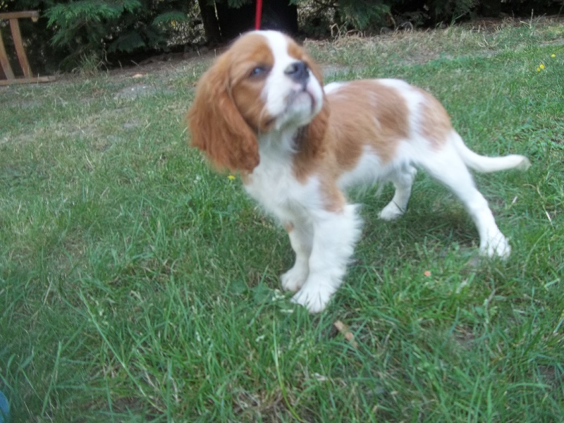 des Cherihuas - Cavalier King Charles Spaniel - Portée née le 17/04/2013
